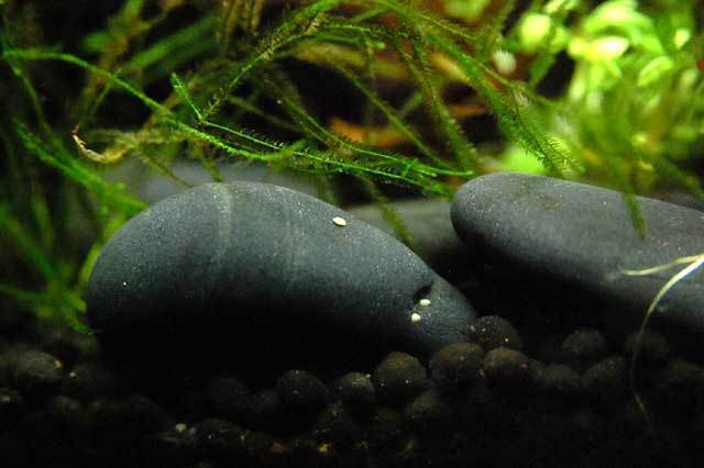 石巻貝の卵 サンザイ アクアリウム