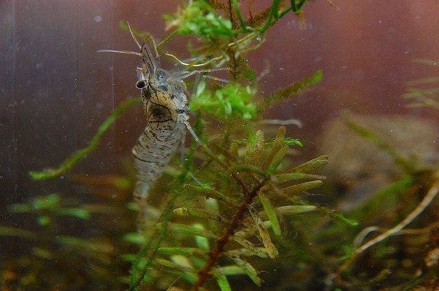 DSC_0559.jpg