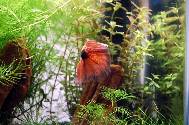 DSC_0908.JPG