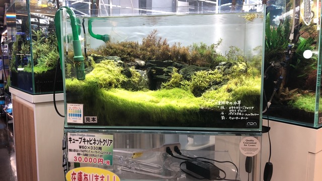 S__9953312.jpg